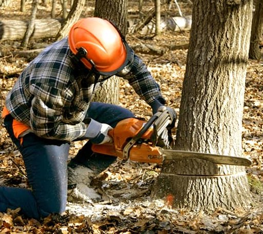 Tree Removal in Manila, UT